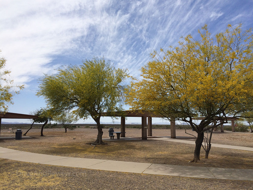 trees in the desert in Arizona