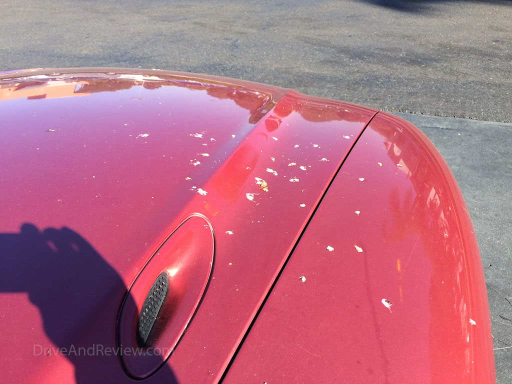 bird poo on my car